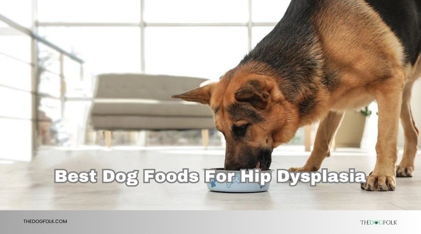 best dog foods for hip dysplasia