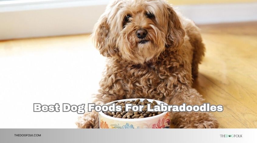 best dog foods for labradoodles