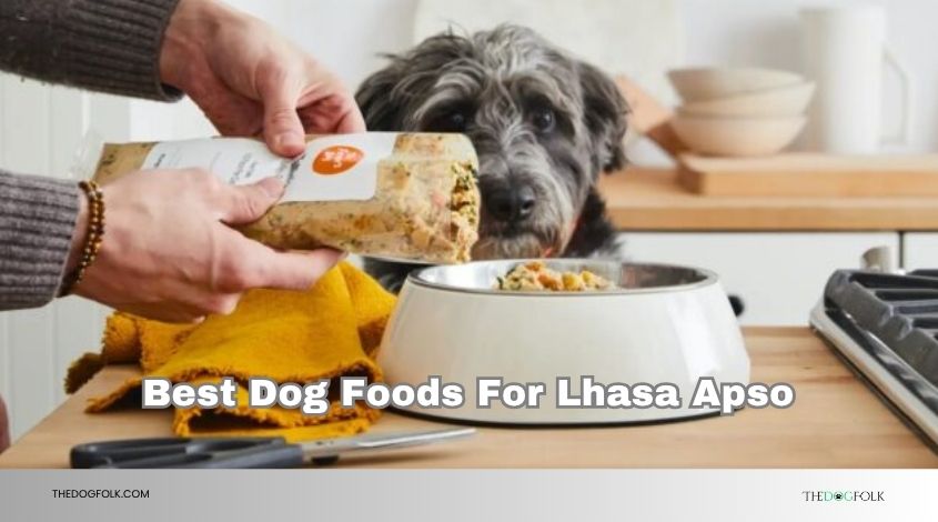 best dog foods for lhasa apso