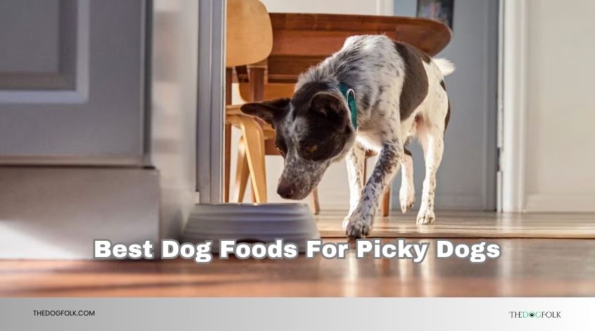 best dog foods for picky dogs