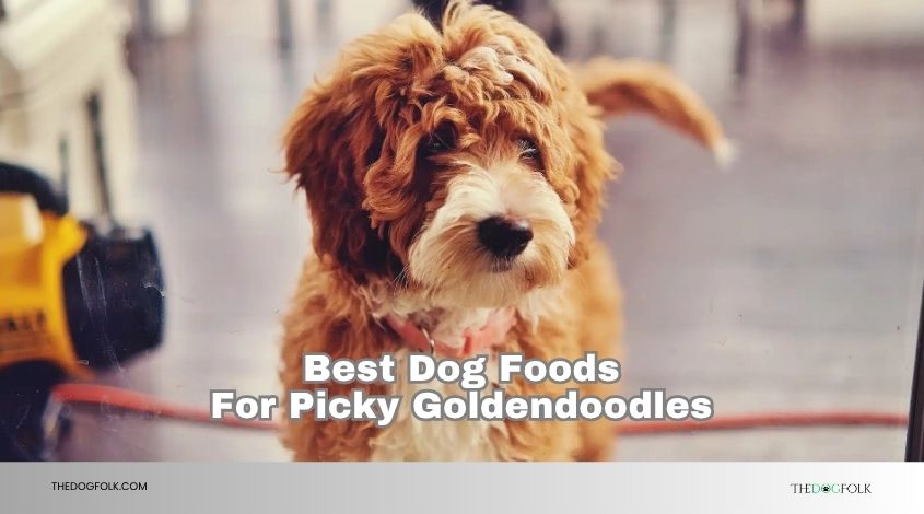 best dog foods for picky goldendoodles