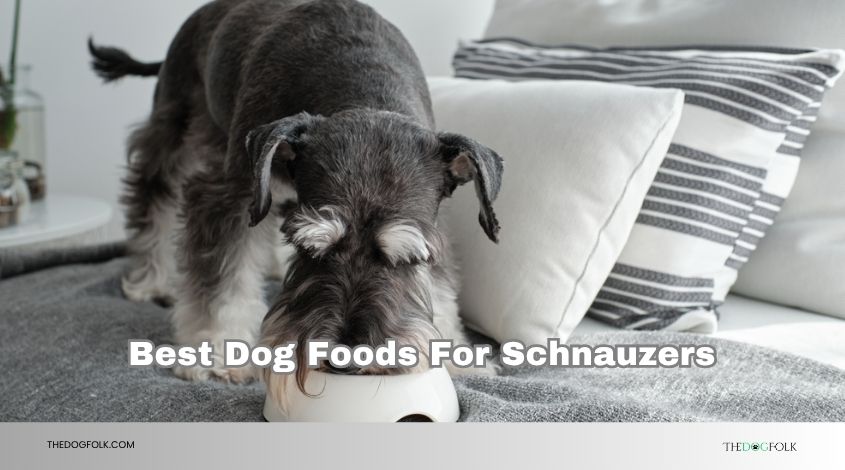 best dog foods for schnauzers