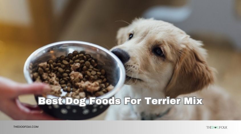 best dog foods for terrier mix