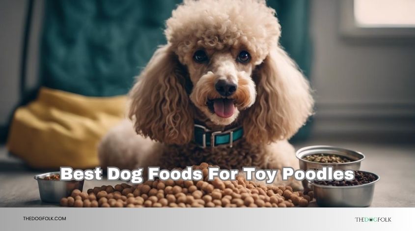 best dog foods for toy poodles