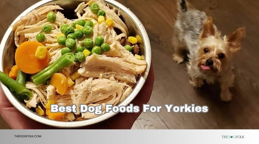 best dog foods for yorkies