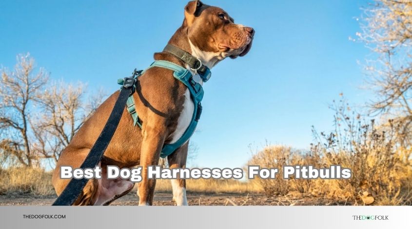 best dog harnesses for pitbulls