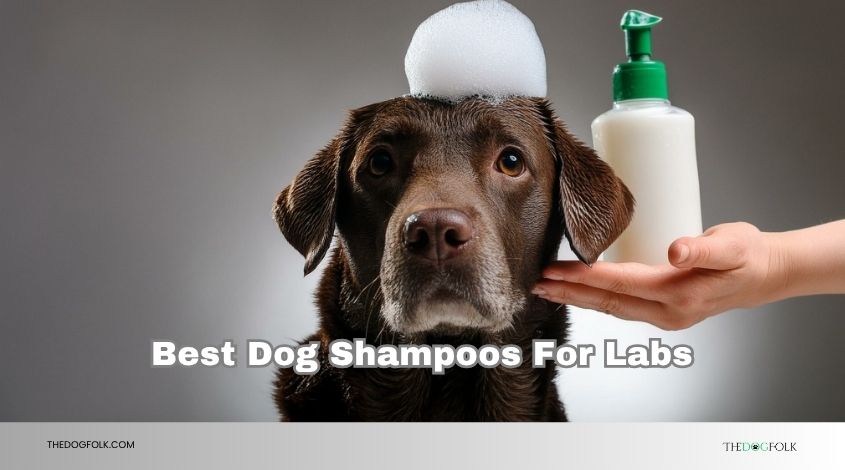 best dog shampoos for labs
