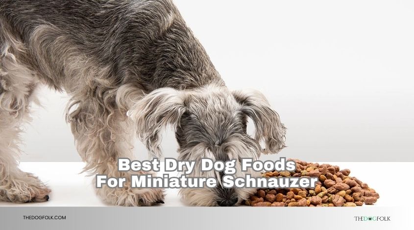 best dry dog foods for miniature schnauzer