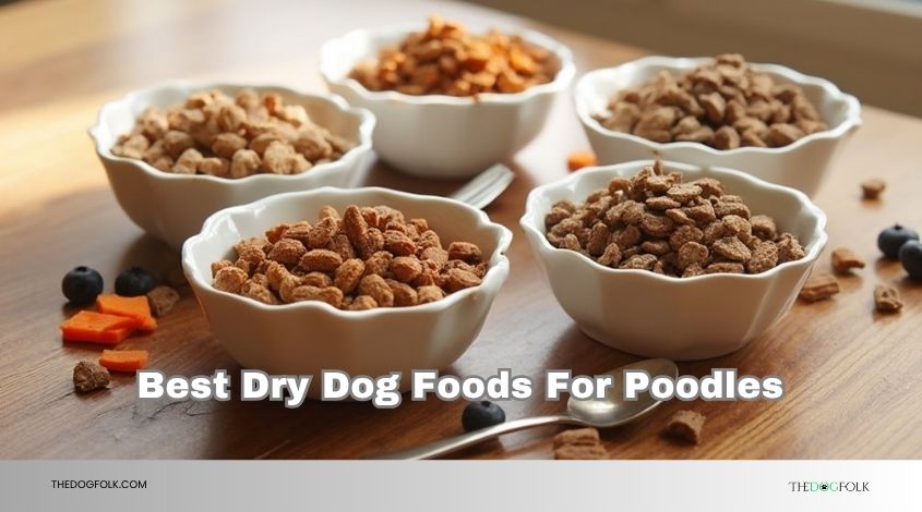 best dry dog foods for poodles