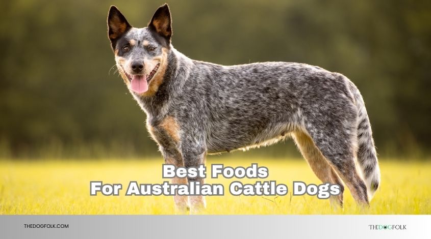 best foods for australian cattle dogs