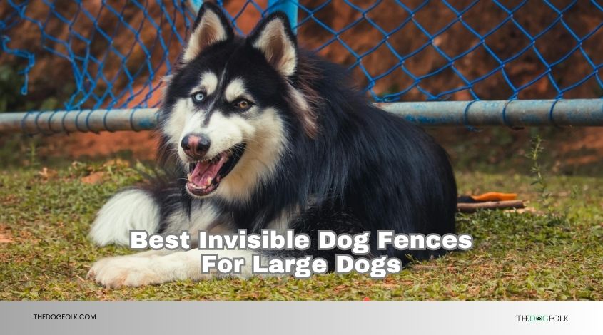 best invisible dog fences for large dogs