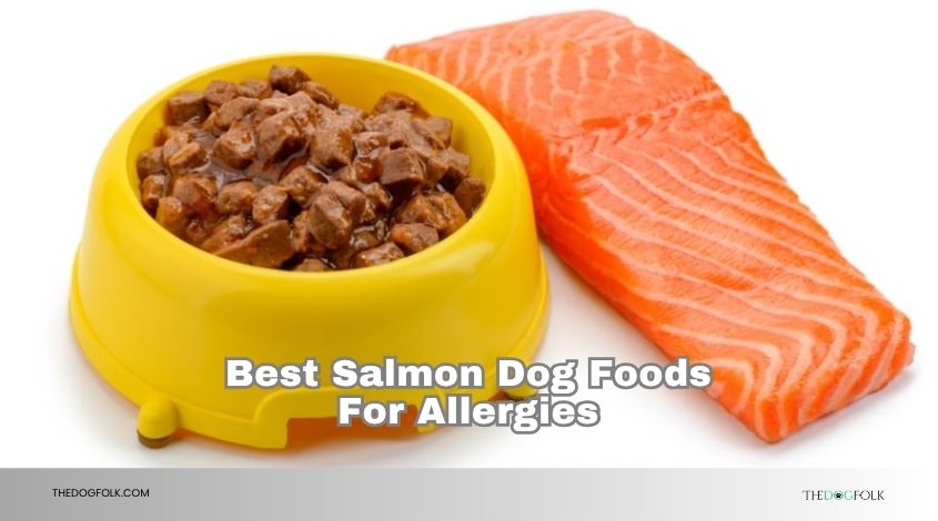 best salmon dog foods for allergies