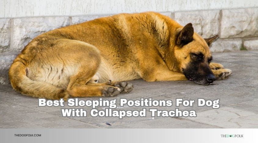 best sleeping positions for dog with collapsed trachea