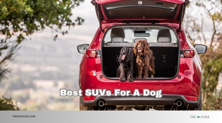 best suvs for a dog