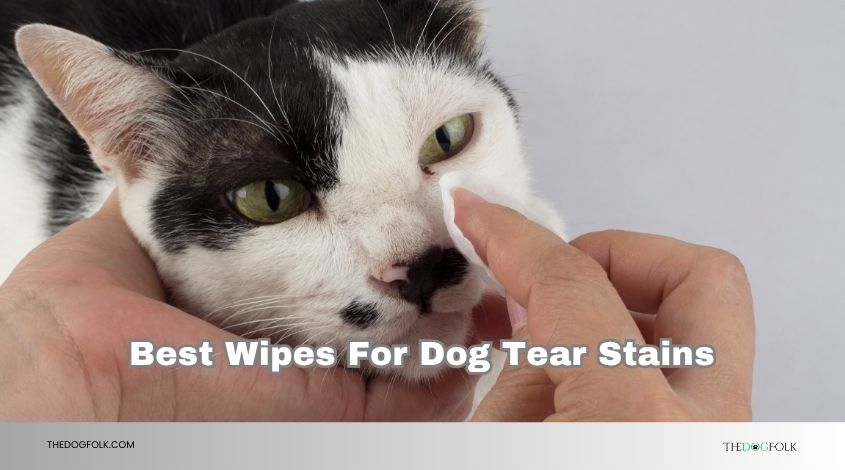 best wipes for dog tear stains