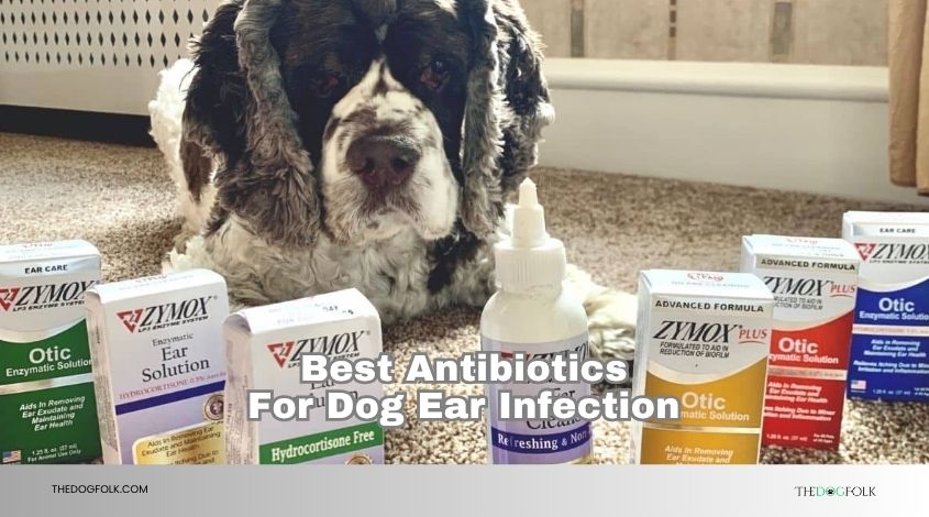 best antibiotics for dog ear infection