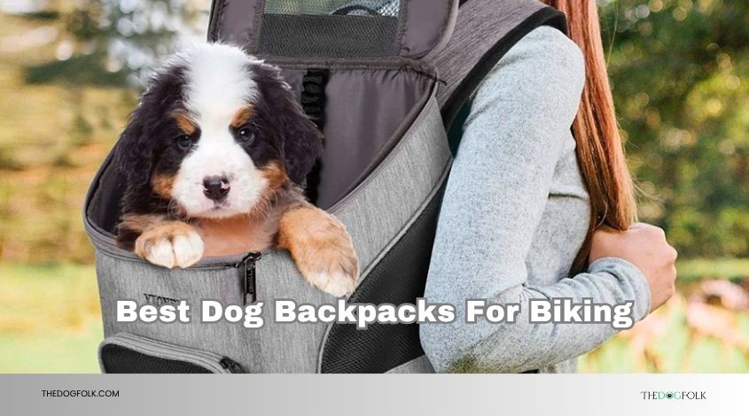 best dog backpacks for biking