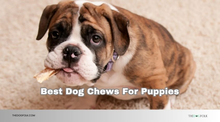 best dog chews for puppies