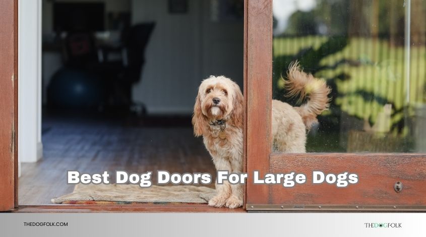 best dog doors for large dogs