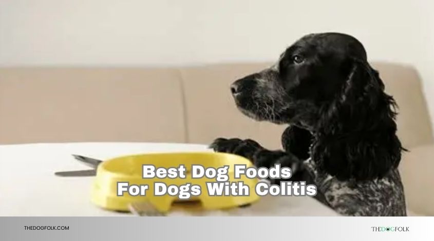 best dog foods for dogs with colitis