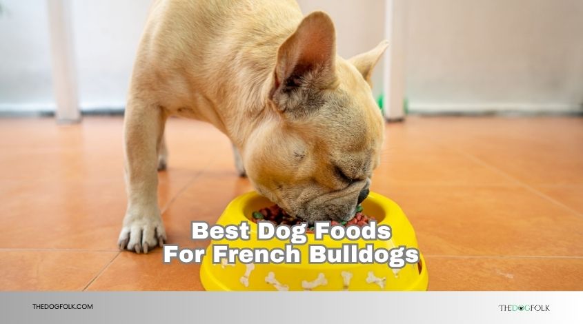 best dog foods for french bulldogs