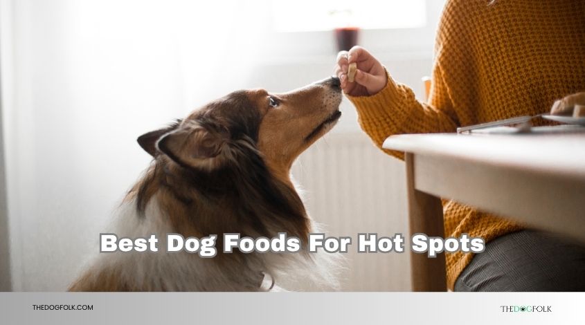 best dog foods for hot spots