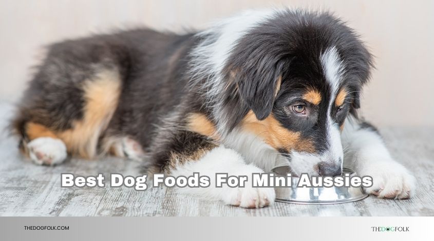 best dog foods for mini aussies
