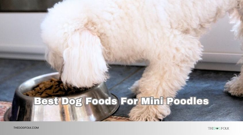 best dog foods for mini poodles