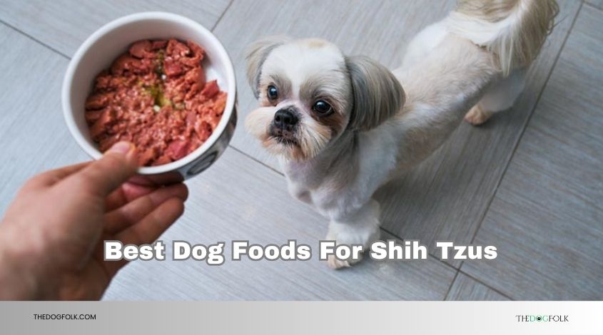 best dog foods for shih tzus