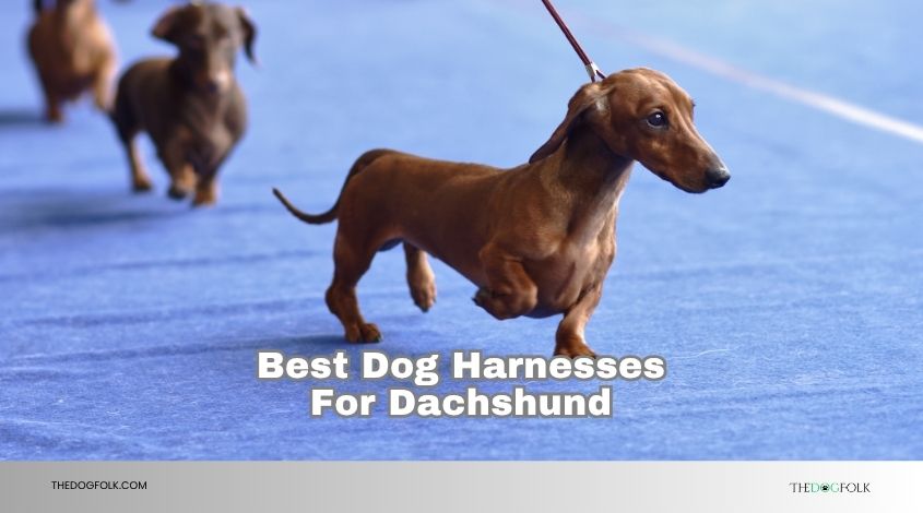 best dog harnesses for dachshund