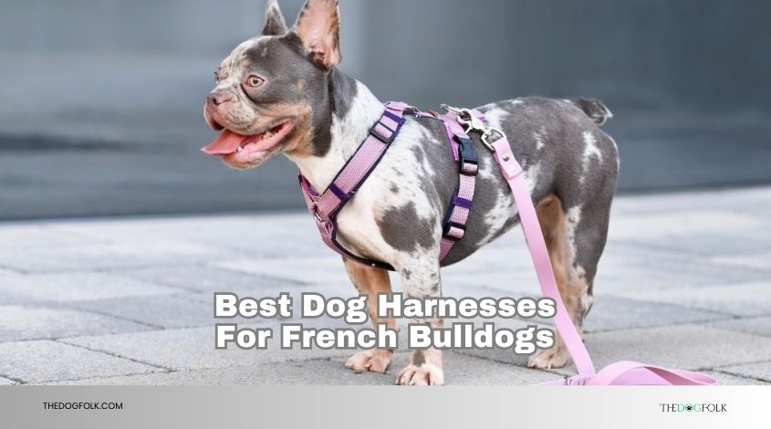 best dog harnesses for french bulldogs