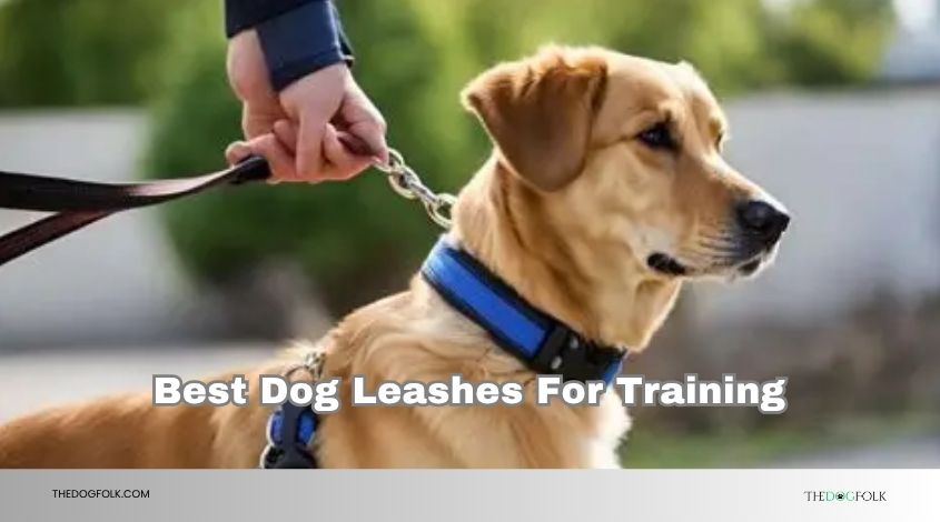 best dog leashes for training