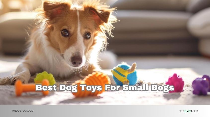 best dog toys for small dogs