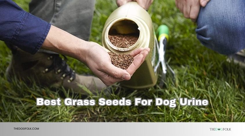 best grass seeds for dog urine