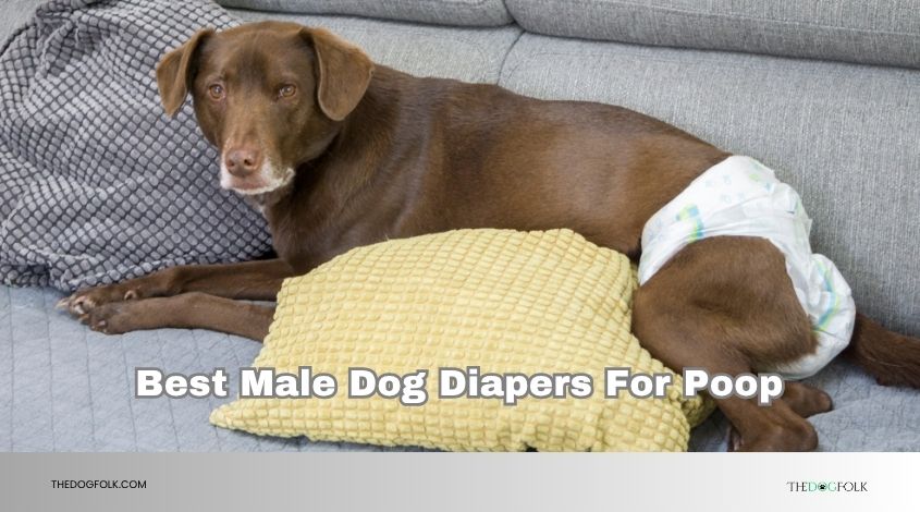 best male dog diapers for poop