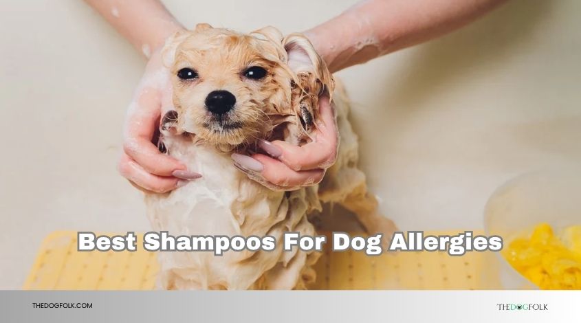 best shampoos for dog allergies