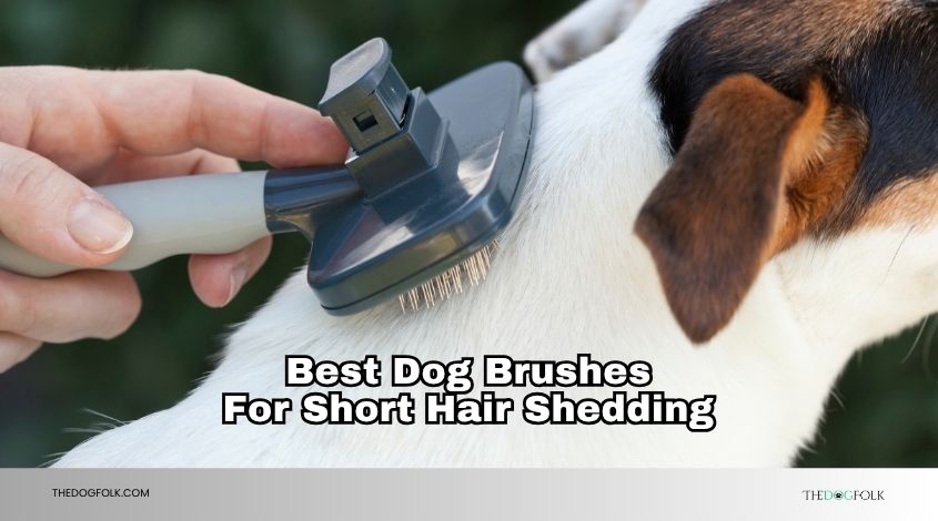 best dog brushes for short hair shedding