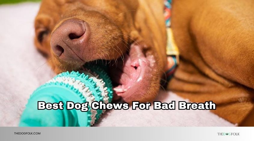 best dog chews for bad breath