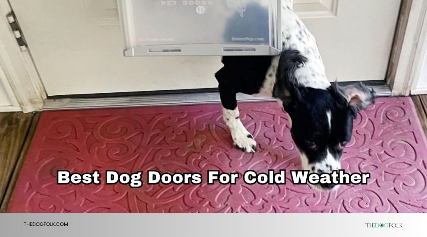 best dog doors for cold weather