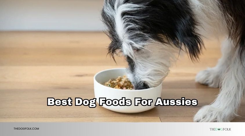 best dog foods for aussies
