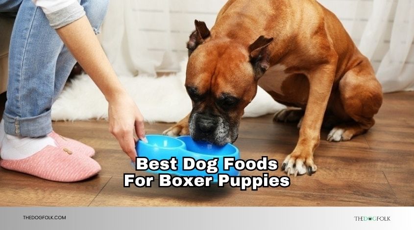 best dog foods for boxer puppies