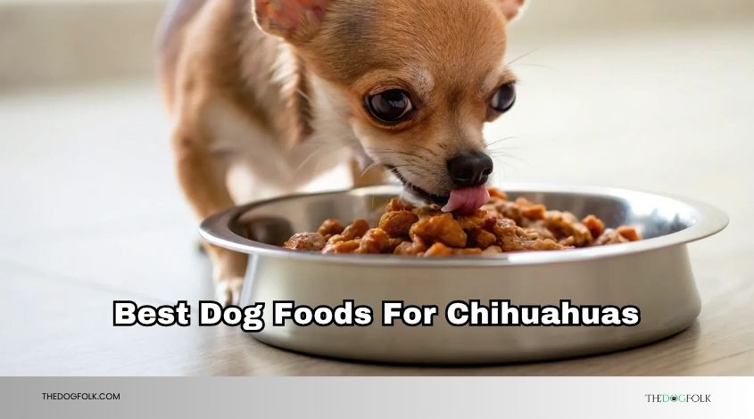 best dog foods for chihuahuas