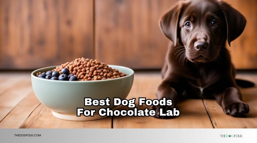 best dog foods for chocolate lab