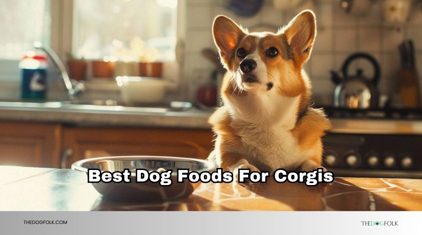 best dog foods for corgis
