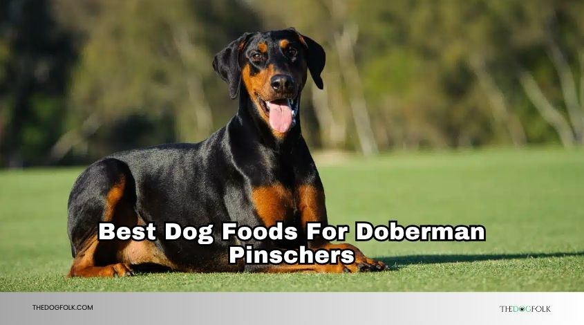 best dog foods for doberman pinschers