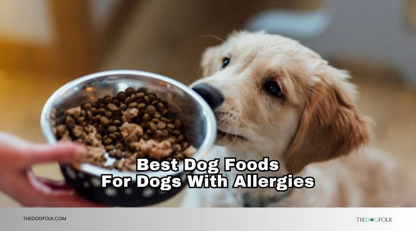 best dog foods for dogs with allergies