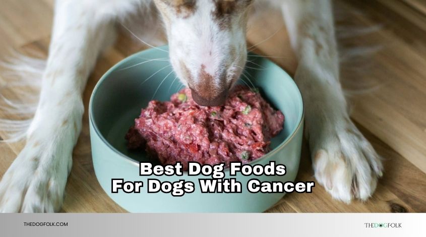 best dog foods for dogs with cancer
