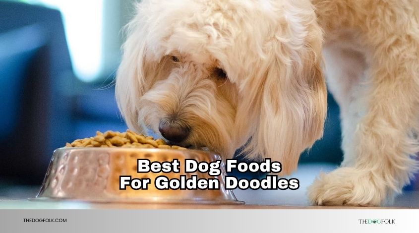best dog foods for golden doodles