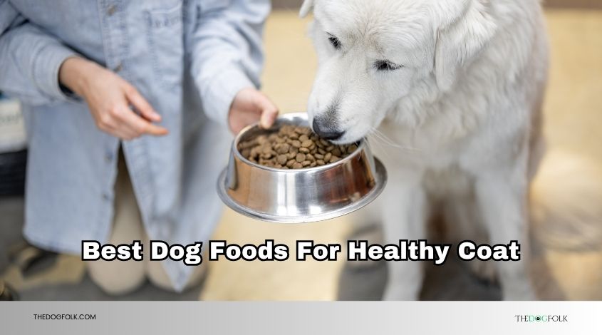 best dog foods for healthy coat