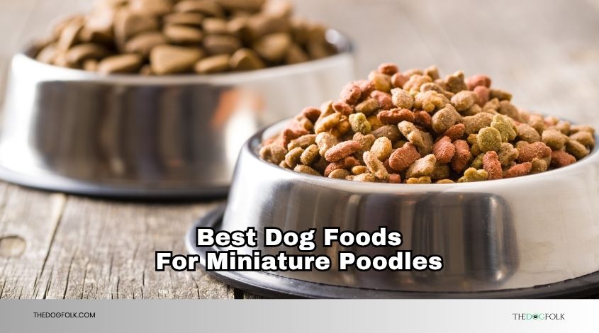 best dog foods for miniature poodles